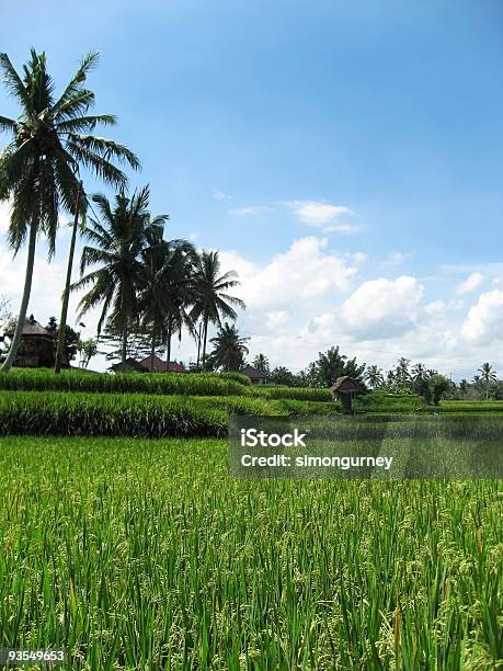 Photo libre de droit de Rizières De Bali Ubud banque d'images et plus d'images libres de droit de Agriculture - Agriculture, Arbre, Arbre tropical