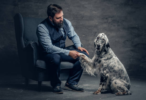 Stylish bearded male sits on a chair and the Irish setter dog. Portrait of stylish bearded male sits on a chair and the Irish setter dog. irish red and white setter stock pictures, royalty-free photos & images