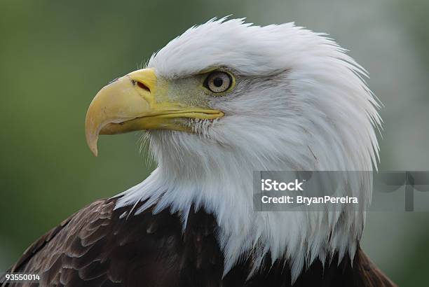 Bald Eagle Side Head Profile Stock Photo - Download Image Now - Animal Eye, Bald Eagle, Beak