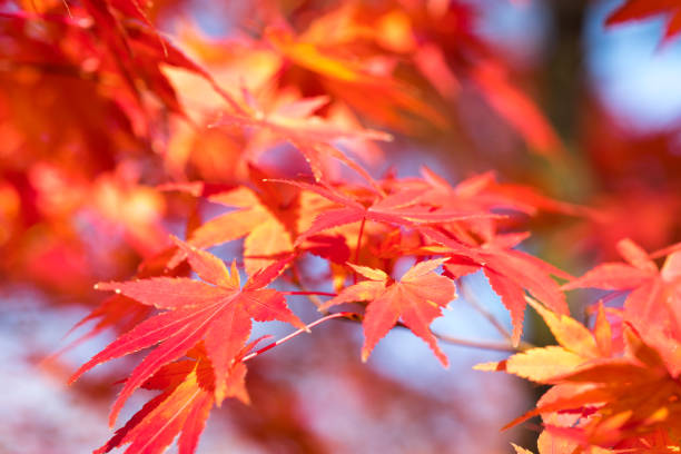 istock Autumn leaves, in Japan 935501308