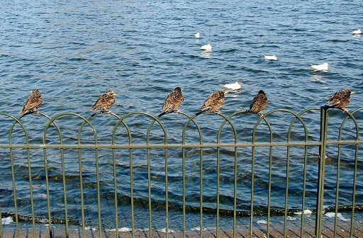 Back and side views of six starlings standing on top of a railing with curved top that is at the edge of the lake. There are several black-headed gulls floating on the water in the distance.