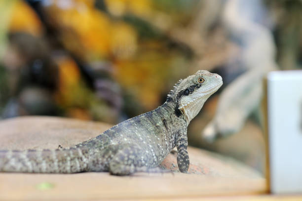 istock Little reptile iguana closeup 935501542