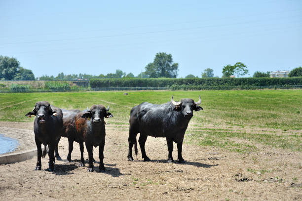 istock Three italian buffalo in a field 935505032
