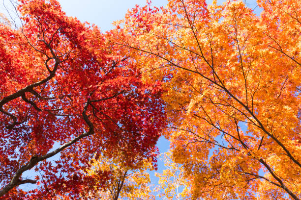 istock Autumn leaves, in Japan 935506324