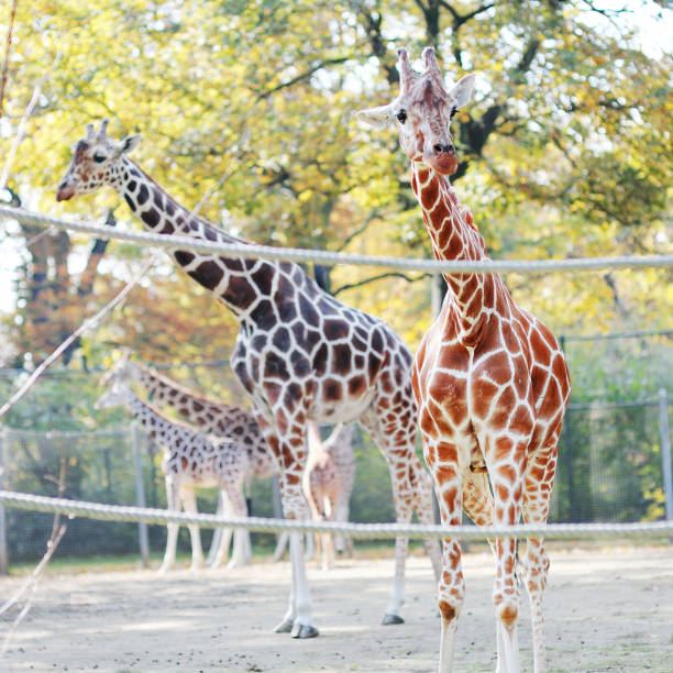 istock Beautiful giraffes with long neck 935506588