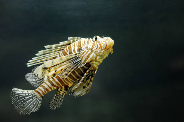 istock Lionfish pterois volitans - tropical exotic fish 935506622