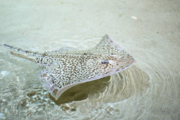 istock Stingray swimming over the sand 935509470