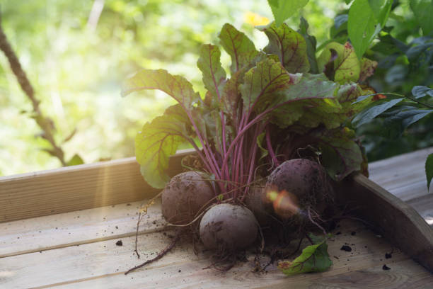 istock Harvest: red beet root vegetable fresh from the garden 935517140