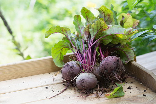 On a wooden board lies a bunch o red beet roots, harvested fresh from the garden in late summer