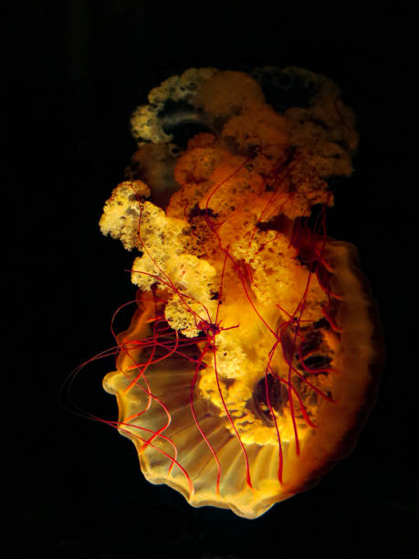 istock Sea Nettle Jellyfish Black Background 935523820