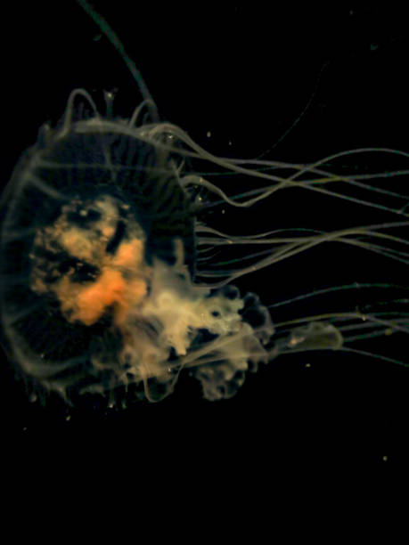 istock Sea Nettle Jellyfish Black Background 935523966
