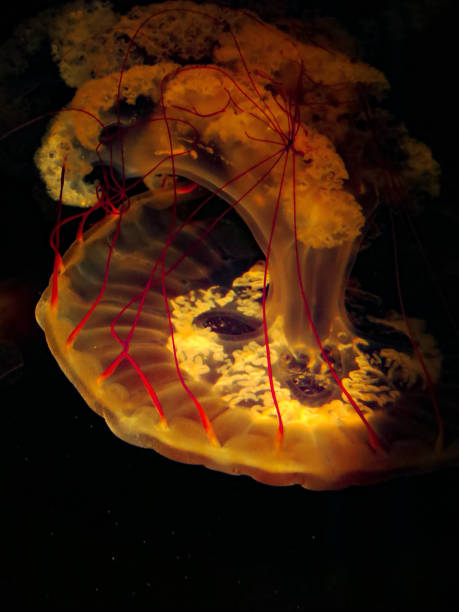 istock Sea Nettle Jellyfish Black Background 935533830