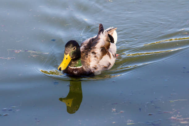 istock The duck of the pond 935533916
