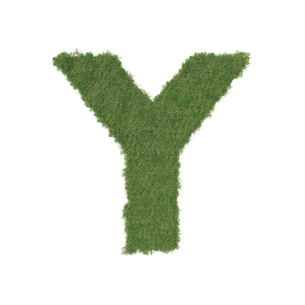 istock Alphabet Y made of green tree on white background 935535002