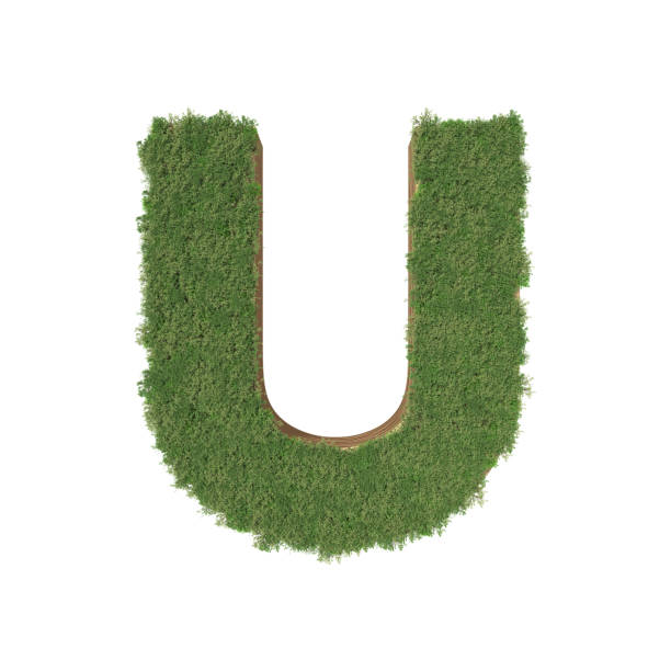 istock Alphabet U made of green tree on white background. 935537502
