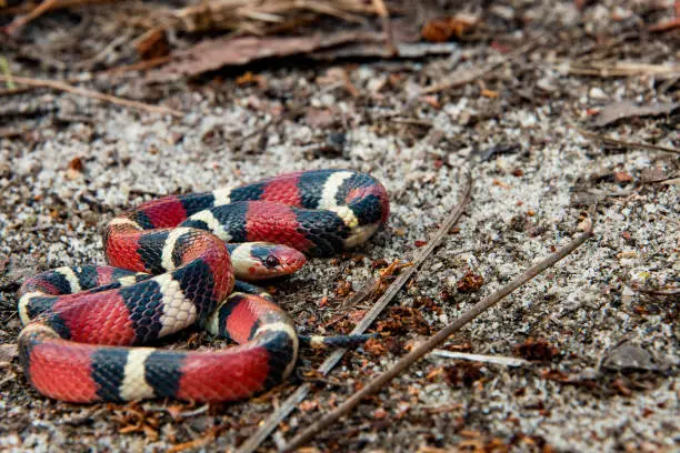 Photo of Scarlet Kingsnake