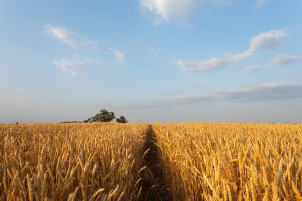 istock Golden wheat flied at sunset 935538066