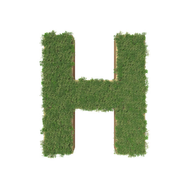 istock Alphabet H made of green tree on white background. 935538722
