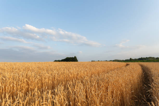 Tracks Leading Through A Field Of Barley Into The Sunset