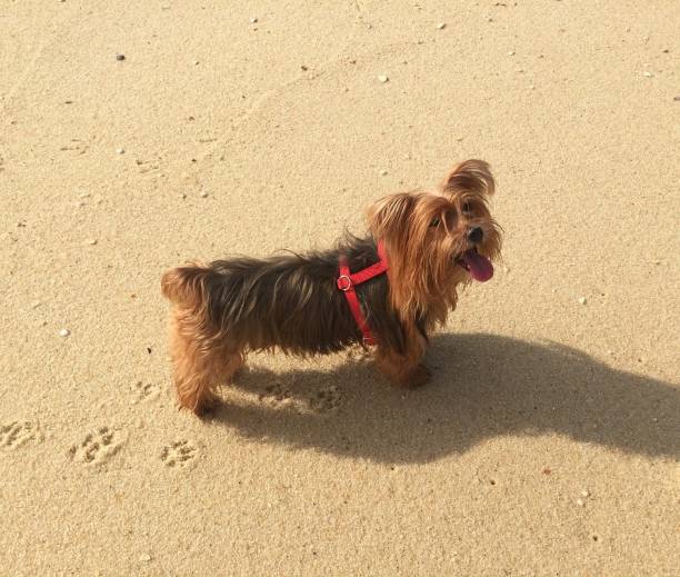istock Dog walking on the beach 935539374