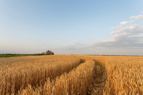 istock Golden wheat flied before harvesting 935539532
