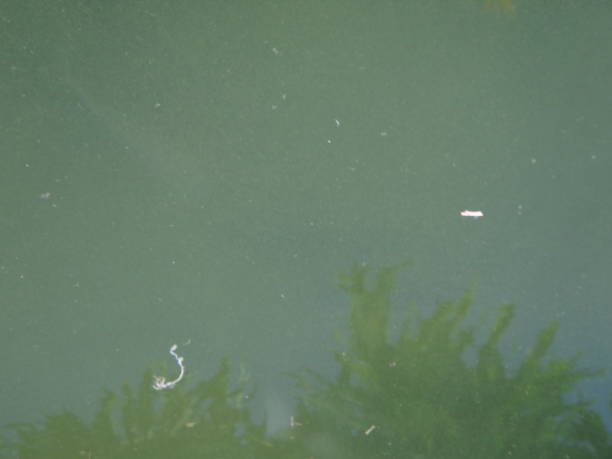 istock Fishes in the lake. 935539582
