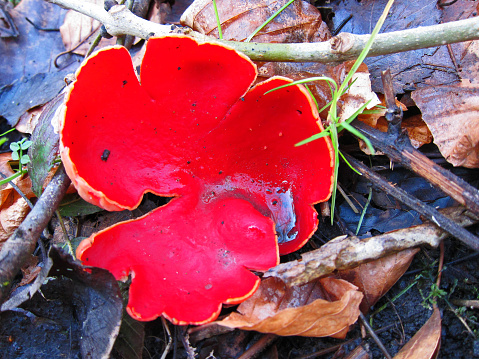 The glorious colour of the Scarlet Elf Cup fungus.