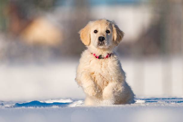 istock Golden retriever puppy 935542064