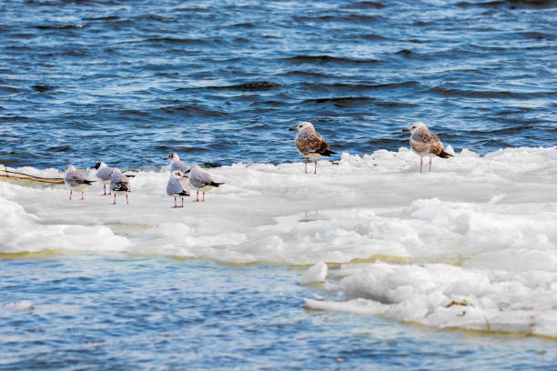istock feathered seagulls floating on an ice floe along the river 935542212