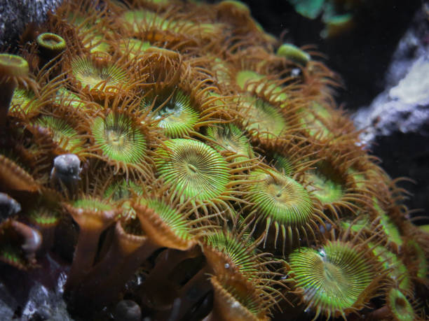 istock Coral Reef Sea Plant Anemone Flower Shaped 935542458