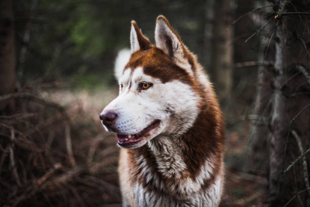 Majestic Siberian Husky
