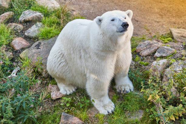 eisbären in der wildnis. tierwelt tier hintergrund - polar bear young animal isolated cub stock-fotos und bilder