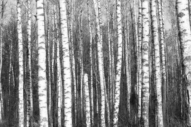 istock Black-and-white photo of birches 935543316