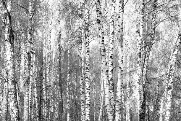 istock Black-and-white photo of birches 935545464