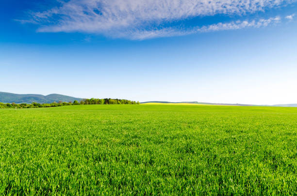 grünen feld und blauer himmel - green field landscape stock-fotos und bilder