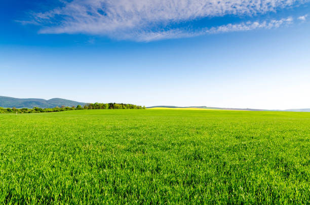 green field and blue sky green field and blue sky meadow grass stock pictures, royalty-free photos & images