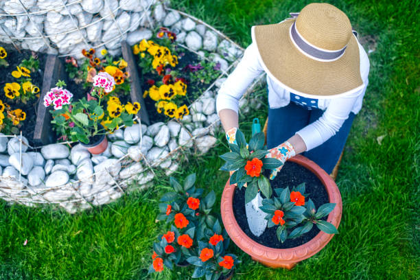istock Woman planting flowers 935556170