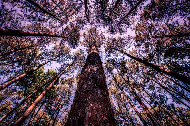 istock Looking towards the tips of pine trees 935559774