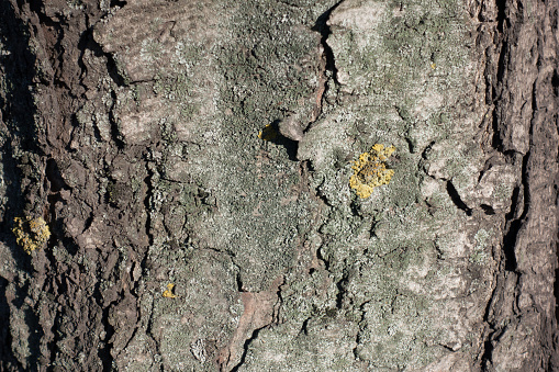 Bark of horse chestnut tree with dry lichen
