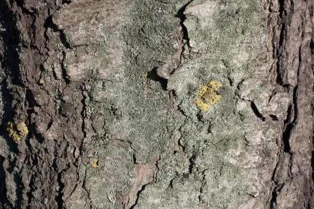 Photo of Bark of horse chestnut tree with dry lichen