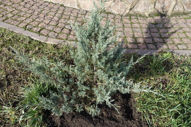 istock Young Pfitzer Juniper bush in the garden 935566598