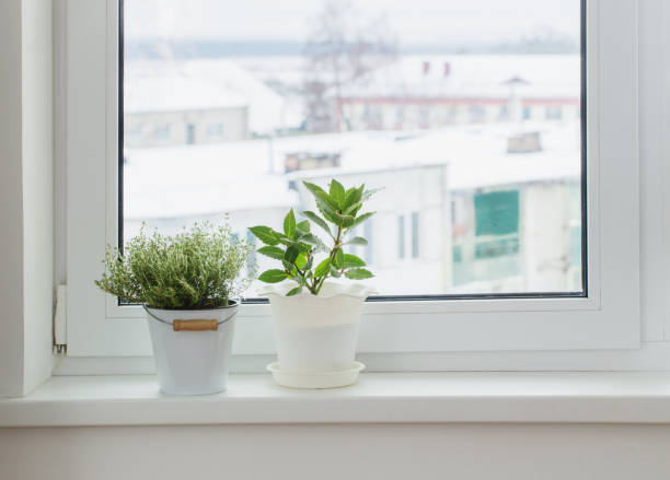 istock green plants on the windowsill in winter 935567202