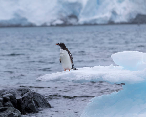 istock Do I jump into the cold water 935572950