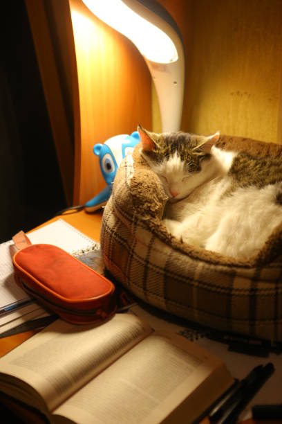 A cute ginger cat lying on bed