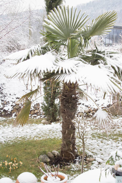 istock Winter in the garden 935578154