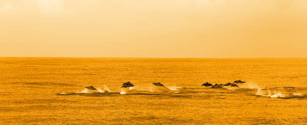 istock Dolphins are pursuing a flock of fish at sunset. 935591218