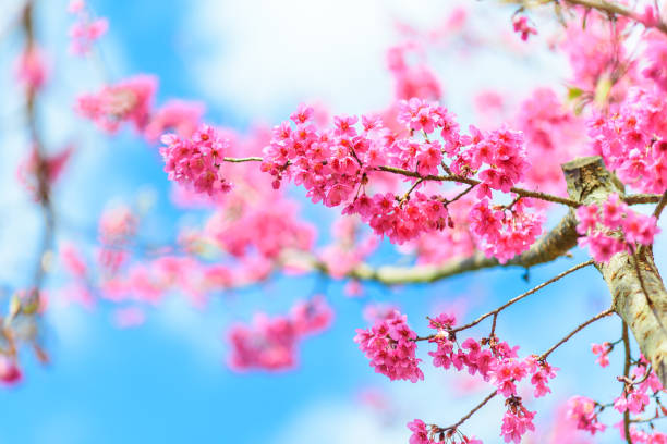istock Pink Cherry blossom , Sakura flower blooming in blue sky 935595574