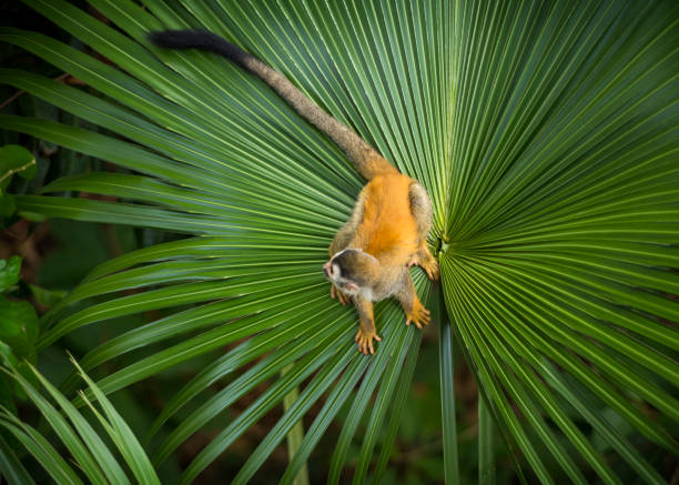 Squirrel Monkey on Palm Leaf A shot looking down on a squirrel monkey perched on a large palm leaf, just before it jumped away. manuel antonio national park stock pictures, royalty-free photos & images