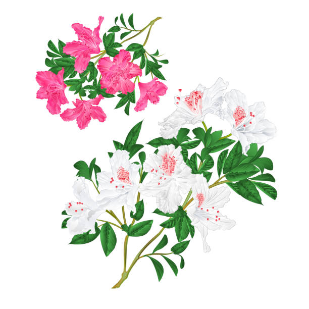 ilustraciones, imágenes clip art, dibujos animados e iconos de stock de ramas blancas y rosadas flores arbustos de montaña de rododendros en una fondo blanco conjunto de cuatro vectores vintage ilustración editable - leaf rhododendron summer spring