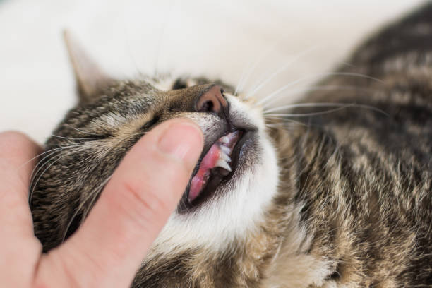 istock Double fangs of a kitten - teeth eruption. 935640252